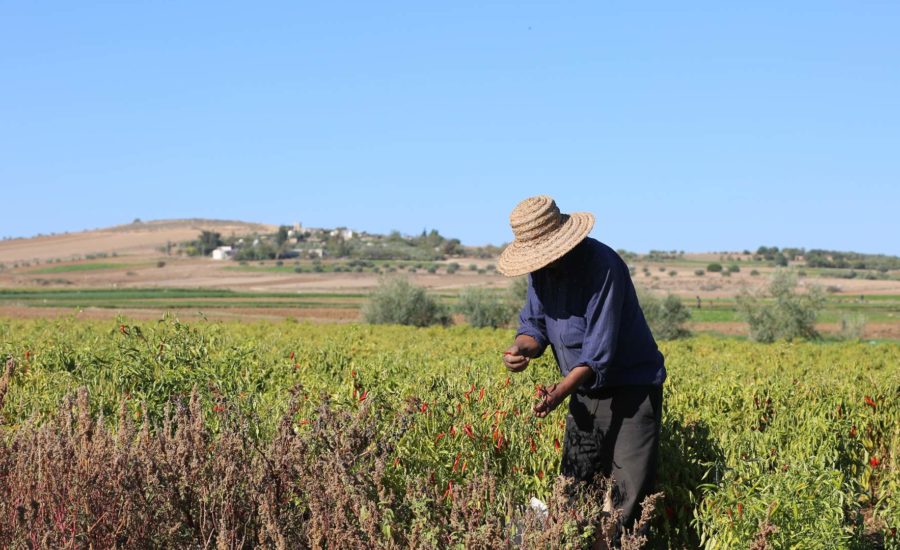 ASSISTANCE TECHNIQUE AU PROJET DE DEVELOPPEMENT AGRO-PASTORAL ET DES FILIERES ASSOCIEES DANS LE GOUVERNORAT DE MEDENINE (PRODEFIL)